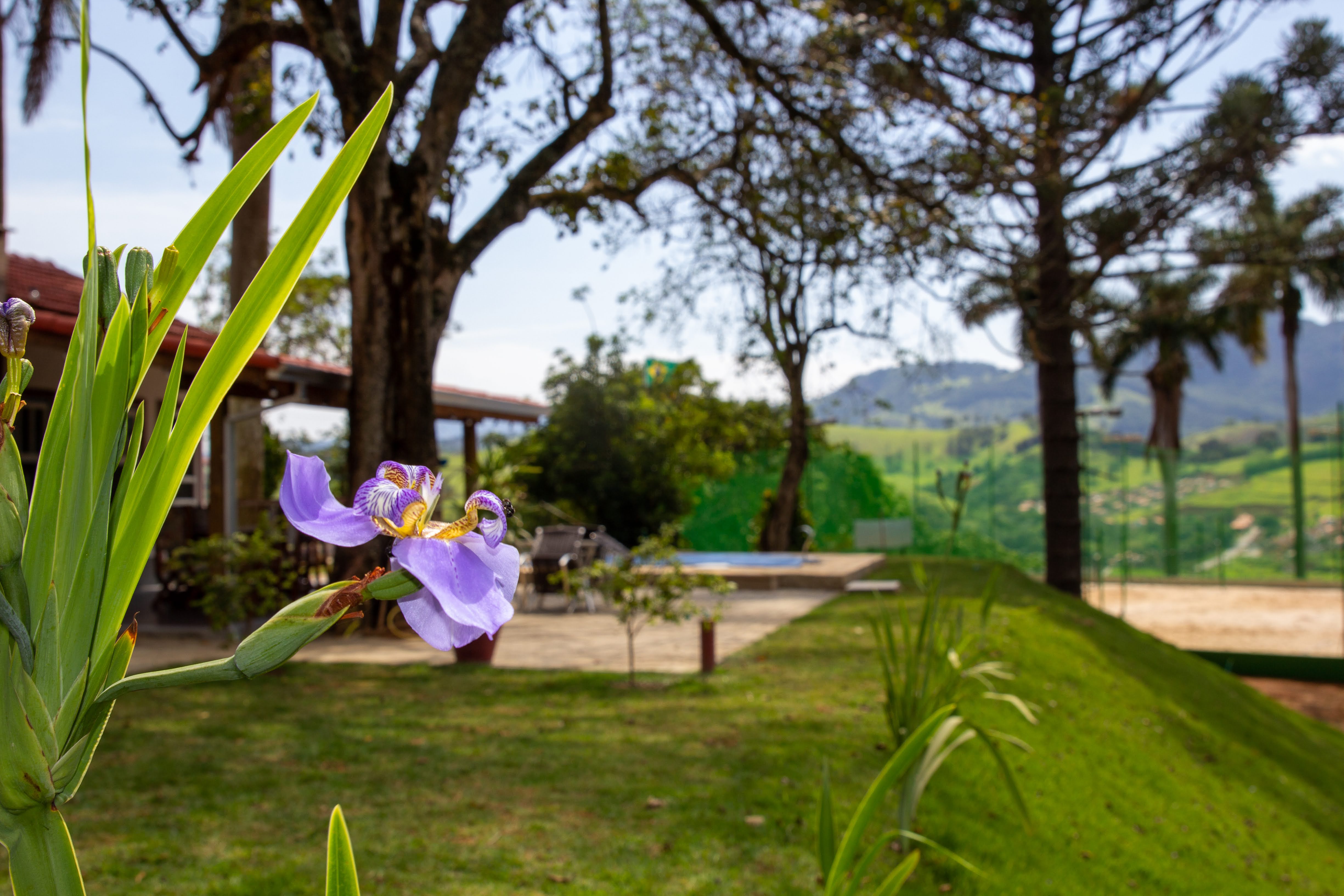 Detalhe de flor no jardim do GOA com a montanha ao fundo